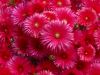 Balkon-Blumen